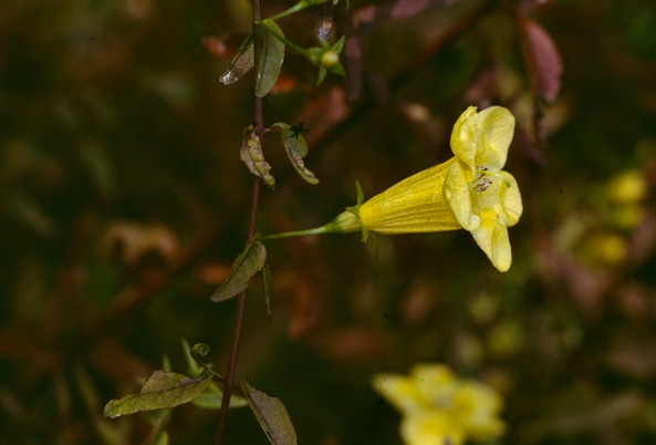 {Aureolaria patula}